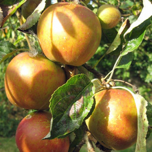 Apple Cox's Orange Pippen