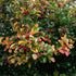 Crataegus persimilis Prunifolia - Future Forests