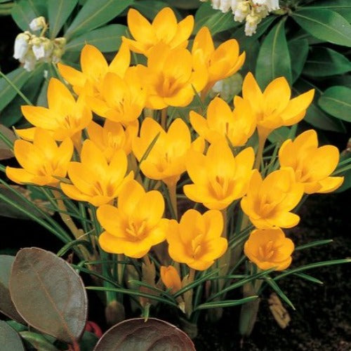 Crocus chrysanthus Dorothy