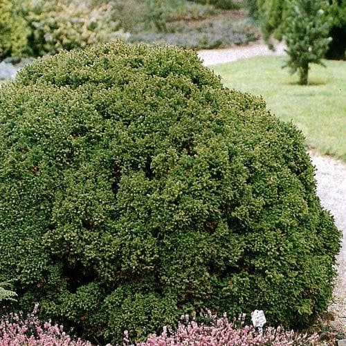Cryptomeria japonica 'Vilmoriniana' - Future Forests