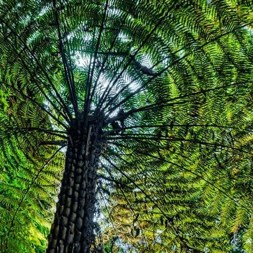 Cyathea Australis - Future Forests