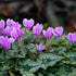 Cyclamen hederifolium - Future Forests