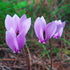 Cyclamen hederifolium - Future Forests