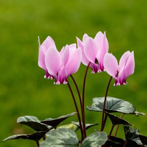 Cyclamen hederifolium - Future Forests