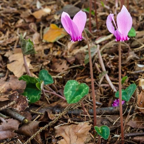 Cyclamen hederifolium - Future Forests