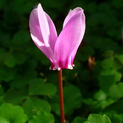 Cyclamen hederifolium - Future Forests