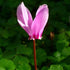 Cyclamen hederifolium - Future Forests