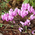 Cyclamen hederifolium - Future Forests