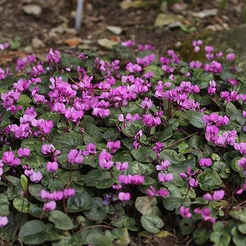 Cyclamen coum
