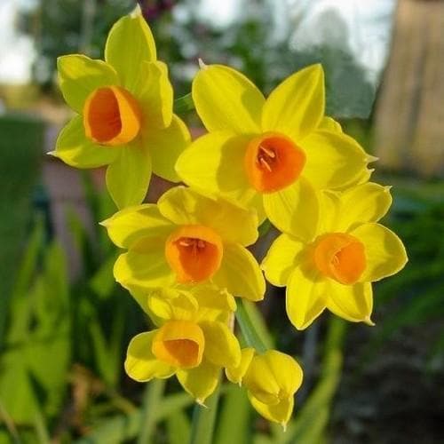 Daffodil (Narcissi) Grand Soleil d’Or