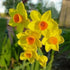 Daffodil (Narcissi) Grand Soleil d’Or