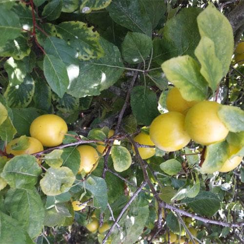 Damson Shepherds Bullace - Future Forests
