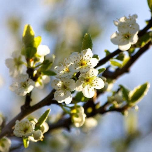Damson Shropshire Prune - Future Forests
