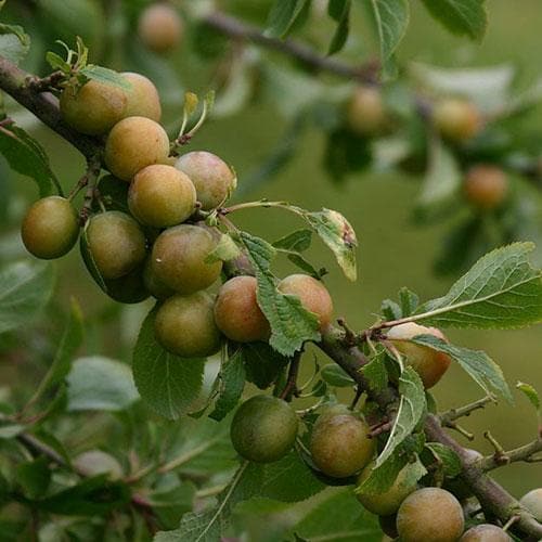 Damson Langley Bullace