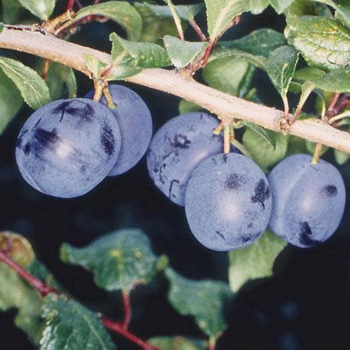Damson Langley Bullace