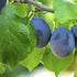 Damson Langley Bullace