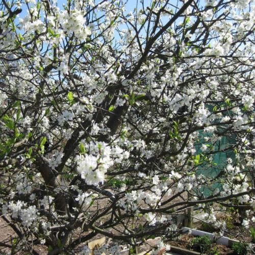 Damson Merryweather - Future Forests