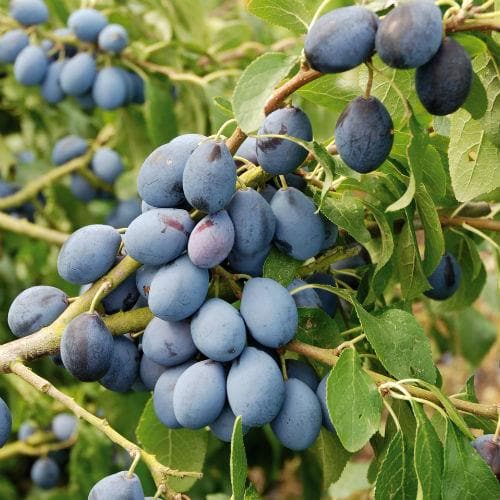 Damson Merryweather - Future Forests