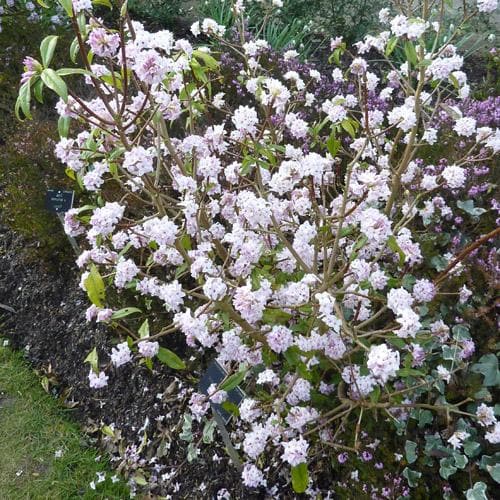 Daphne bholua Jacqueline Postill