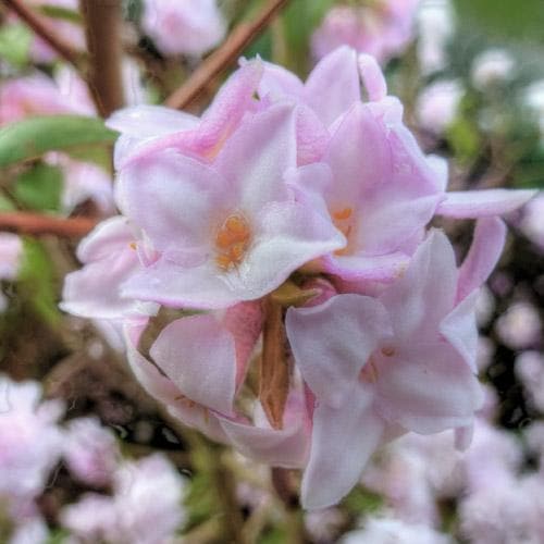 Daphne bholua Jacqueline Postill