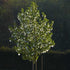 Davidia involucrata - Future Forests