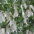 Davidia involucrata - Future Forests