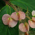 Dipelta yunnanensis