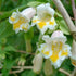 Dipelta yunnanensis