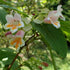 Dipelta yunnanensis