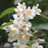 Dipelta floribunda - Future Forests