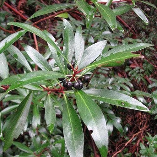 Drimys aromatica (Lanceolata)