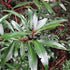 Drimys aromatica (Lanceolata)