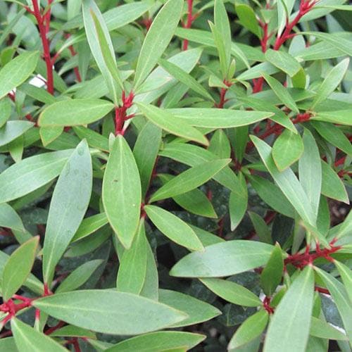 Drimys aromatica (Lanceolata)
