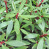 Drimys aromatica (Lanceolata)