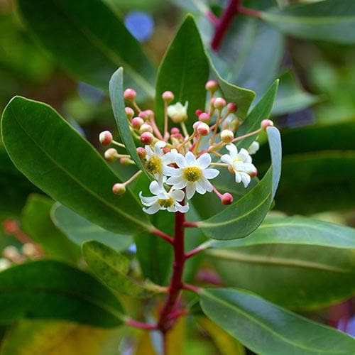 Drimys aromatica (Lanceolata)