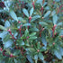Drimys aromatica (Lanceolata)