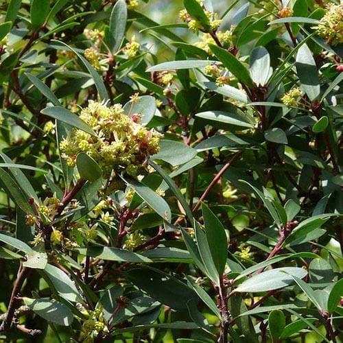 Drimys aromatica (Lanceolata)