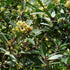 Drimys aromatica (Lanceolata)