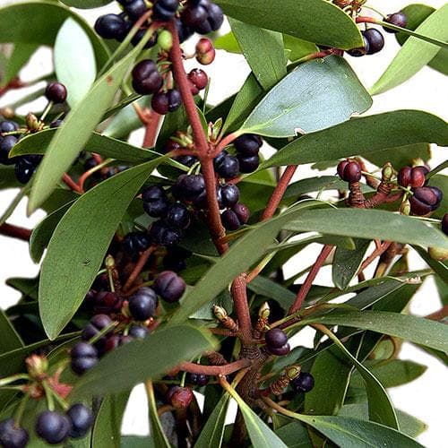 Drimys aromatica (Lanceolata)