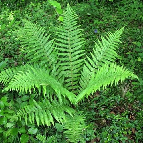 Dryopteris filix-mas - Future Forests