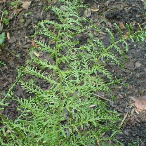 Dryopteris filix-mas Linearis Polydactyla