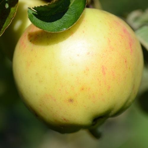 Apple Ecklinville Seedling - Future Forests
