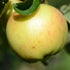 Apple Ecklinville Seedling - Future Forests