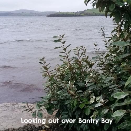 Elaeagnus x ebbingei - Future Forests