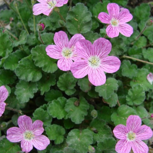 Erodium x variabile Bishop's Form