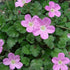Erodium x variabile Bishop's Form