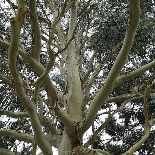 Eucalyptus dalrympleana - Future Forests