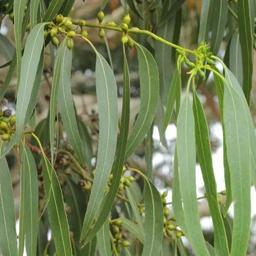Eucalyptus dalrympleana - Future Forests