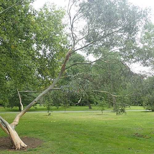 Eucalyptus glaucescens - Future Forests