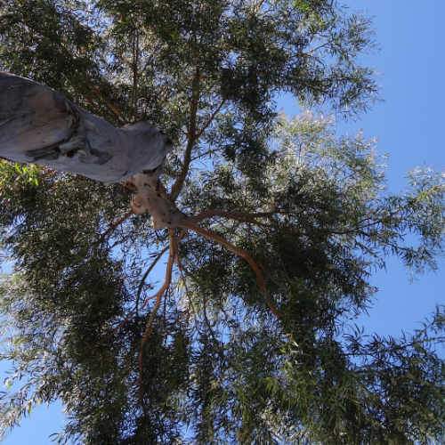 Eucalyptus parvula (parvifolia)